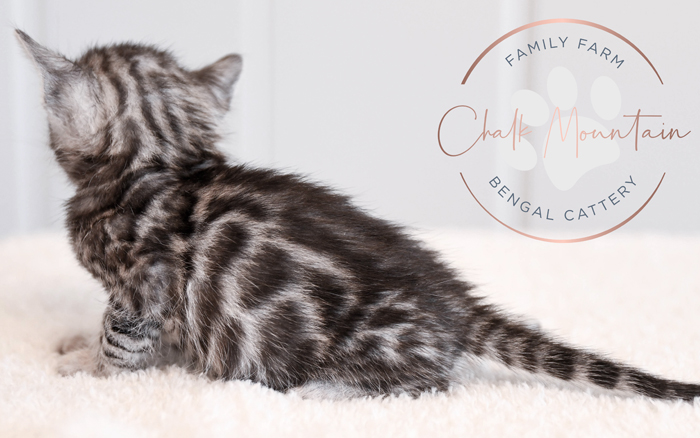 Bengal kitten for sale